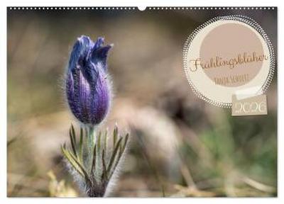Frühlingsblüher - Farbenpracht nach dem Winter (Wandkalender 2026 DIN A2 quer), CALVENDO Monatskalender