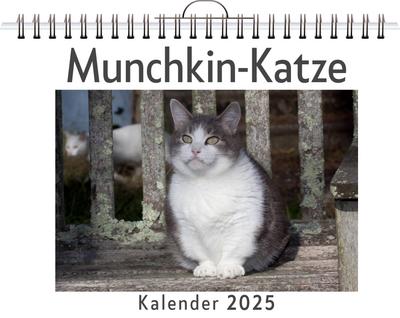 Scholz, A: Munchkin-Katze