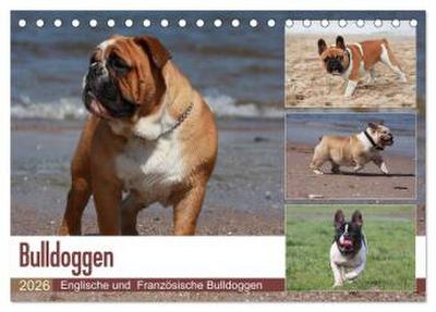 Bulldoggen - Englische und Französische Bulldoggen (Tischkalender 2026 DIN A5 quer), CALVENDO Monatskalender