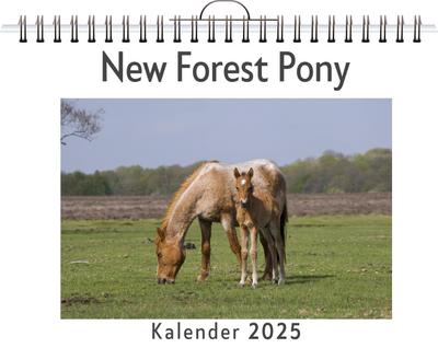 Klein, E: New Forest Pony