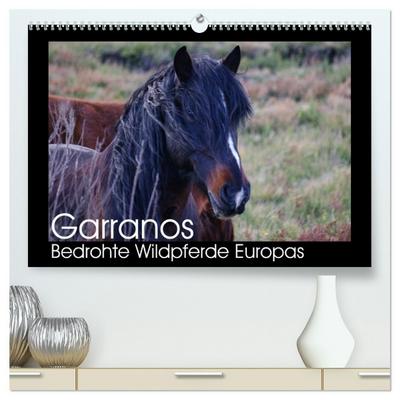 Garranos - Bedrohte Wildpferde Europas (hochwertiger Premium Wandkalender 2026 DIN A2 quer), Kunstdruck in Hochglanz