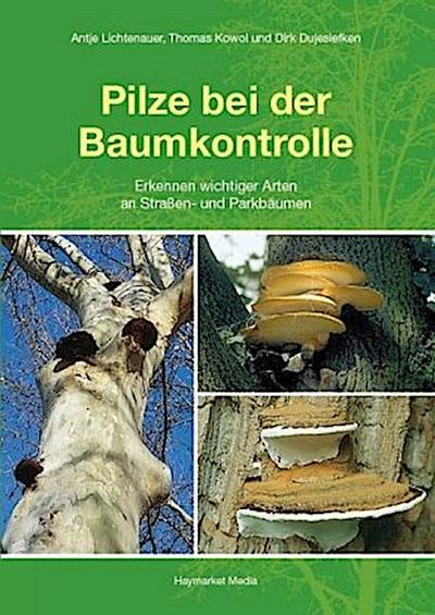 Pilze bei der Baumkontrolle