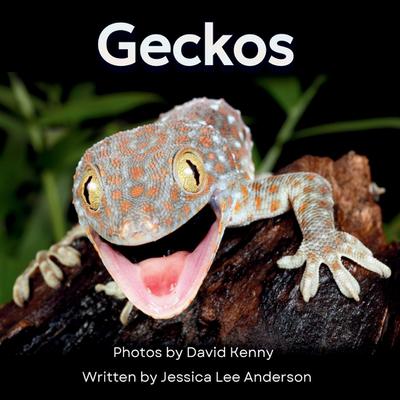 Geckos