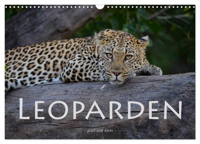 Leoparden - groß und klein (Wandkalender 2024 DIN A3 quer), CALVENDO Monatskalender