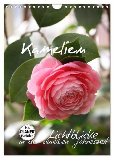 Kamelien Lichtblicke in der dunklen Jahreszeit (Wandkalender 2027 DIN A4 hoch), CALVENDO Monatskalender