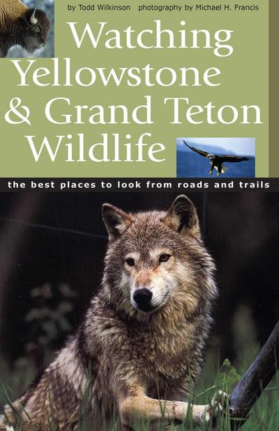 Watching Yellowstone & Grand Teton Wildlife