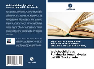 Weichschildlaus Pulvinaria tenuivalvata befällt Zuckerrohr