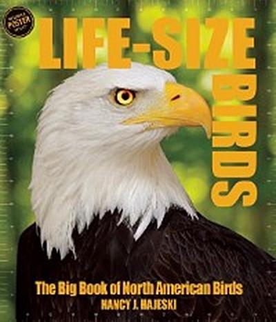 Life Size Birds
