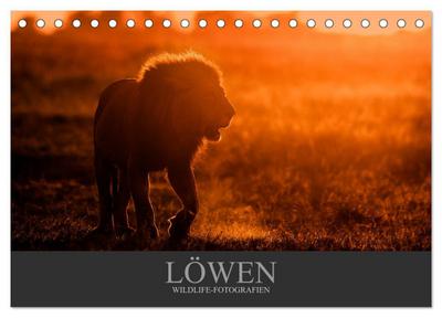 Löwen Wildlife-Fotografien (Tischkalender 2024 DIN A5 quer), CALVENDO Monatskalender
