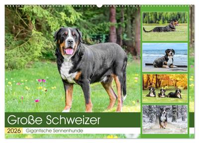 Große Schweizer - Gigantische Sennenhunde (Wandkalender 2026 DIN A2 quer), CALVENDO Monatskalender