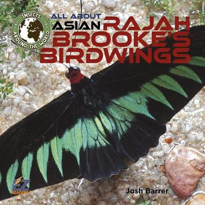All about Asian Rajah Brooke’s Birdwings