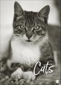 Cats Edition Kalender 2027