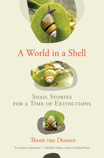 A World in a Shell