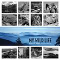 My Wild Life