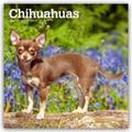 Chihuahuas 2026 - 16-Monatskalender
