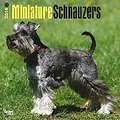Miniature Schnauzers 2014 - Zwergschnauzer: Original BrownTrout-Kalender [Mehrsprachig] [Kalender] (Wall-Kalender)