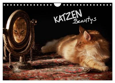 KATZEN Beautys (Wandkalender 2024 DIN A4 quer), CALVENDO Monatskalender