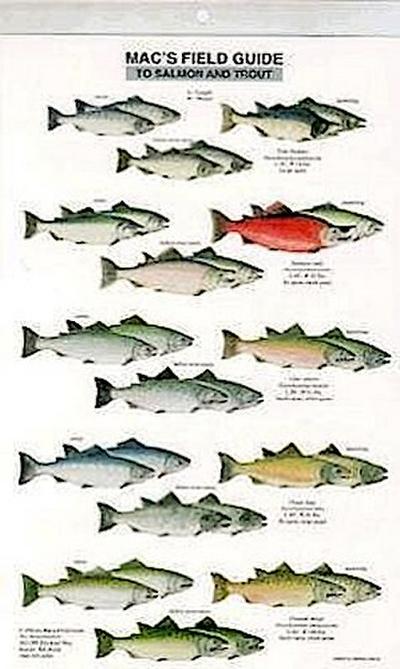 Mac’s Field Guides: North American Salmon & Trout
