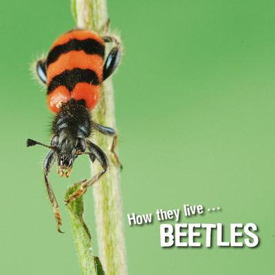 How they live... Beetles