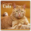 Ginger Cats - Rothaarige Katzen 2026 - Wand-Kalender
