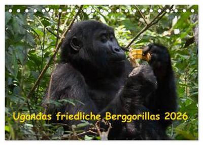 Ugandas friedliche Berggorillas (Tischkalender 2026 DIN A5 quer), CALVENDO Monatskalender