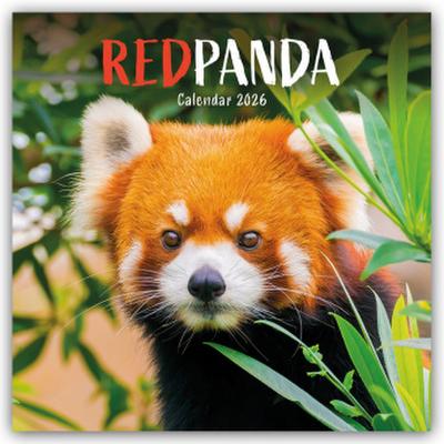Red Panda - Rote Pandas - Rote Pandabären 2026 - Wand-Kalender