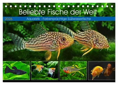 Beliebte Fische der Welt (Tischkalender 2026 DIN A5 quer), CALVENDO Monatskalender