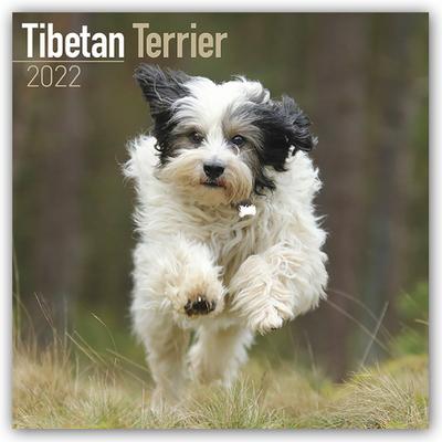 Tibetan Terrier - Tibet Terrier 2022