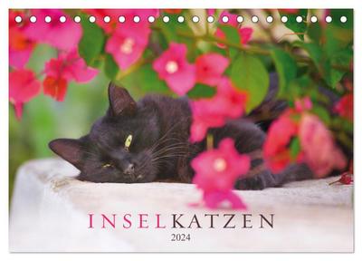 Inselkatzen (Tischkalender 2024 DIN A5 quer), CALVENDO Monatskalender