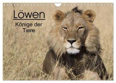 Löwen - Könige der Tiere (Wandkalender 2026 DIN A4 quer), CALVENDO Monatskalender