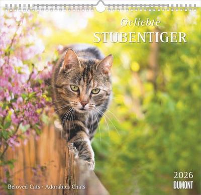 Geliebte Stubentiger 2026 - DUMONT Wandkalender - mit den wichtigsten Feiertagen - Format 38,0 x 35,5 cm