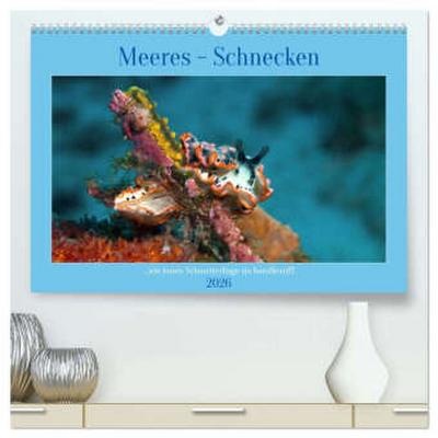 Meeres-Schnecken (hochwertiger Premium Wandkalender 2026 DIN A2 quer), Kunstdruck in Hochglanz