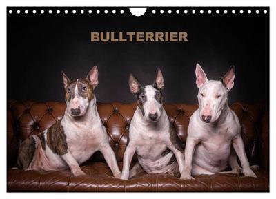 Bullterrier (Wandkalender 2024 DIN A4 quer), CALVENDO Monatskalender