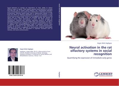 Neural activation in the rat olfactory systems in social recognition