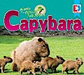 Animals of the Amazon Rainforest: Capybara
