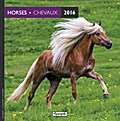 Aquarupella 2016 Chevaux / Pferde