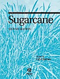 Sugarcane