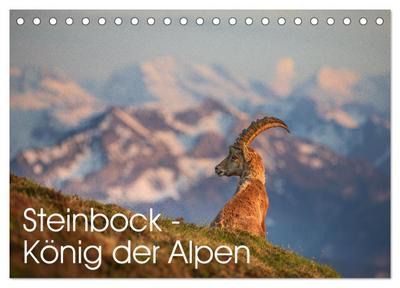 Steinbock - König der Alpen (Tischkalender 2026 DIN A5 quer), CALVENDO Monatskalender