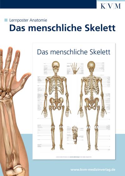 Anatomie Lernposter. Das menschliche Skelett