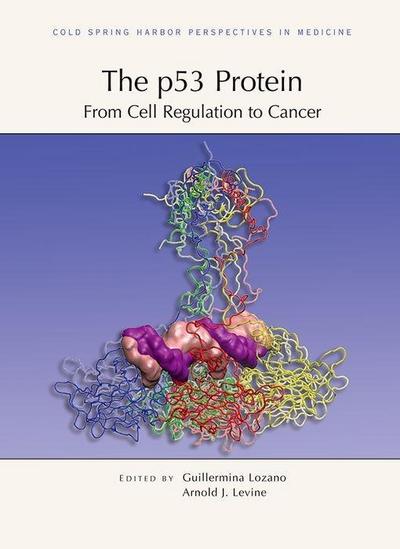P53 PROTEIN FROM CELL REGULATI