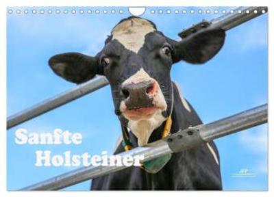 Sanfte Holsteiner (Wandkalender 2026 DIN A4 quer), CALVENDO Monatskalender