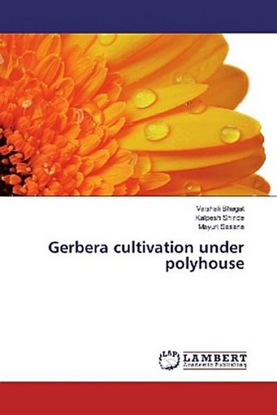 Gerbera cultivation under polyhouse