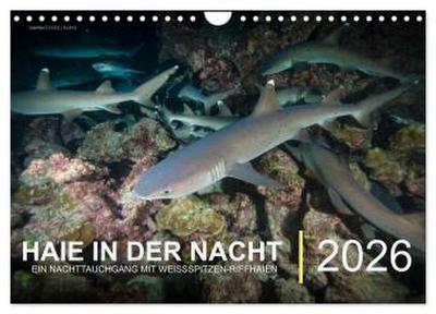 Haie in der Nacht (Wandkalender 2026 DIN A4 quer), CALVENDO Monatskalender