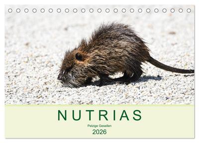 NUTRIAS - Pelzige Gesellen (Tischkalender 2026 DIN A5 quer), CALVENDO Monatskalender