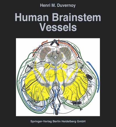 Human Brainstem Vessels