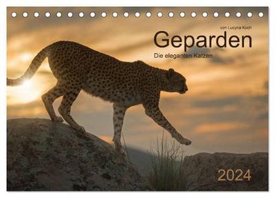 Geparden. Die eleganten Katzen. (Tischkalender 2024 DIN A5 quer), CALVENDO Monatskalender