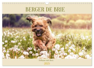 Berger de Brie - Fellnase mit Herz (Wandkalender 2025 DIN A3 quer), CALVENDO Monatskalender