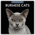 Burmese Cats - Burma-Katzen - Burmese 2026 - 16-Monatskalender