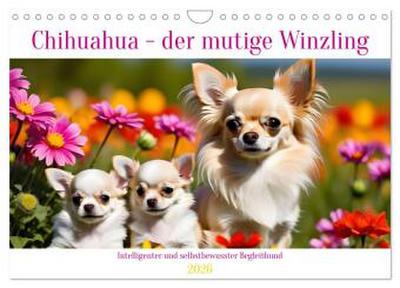 Chihuahua - der mutige Winzling (Wandkalender 2026 DIN A4 quer), CALVENDO Monatskalender