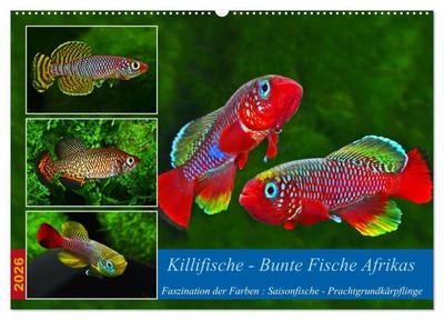 Killifische - Bunte Fische Afrikas (Wandkalender 2026 DIN A2 quer), CALVENDO Monatskalender
